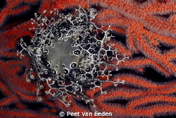 Basket star on sea fan. Jewel of the ocean by Peet Van Eeden 